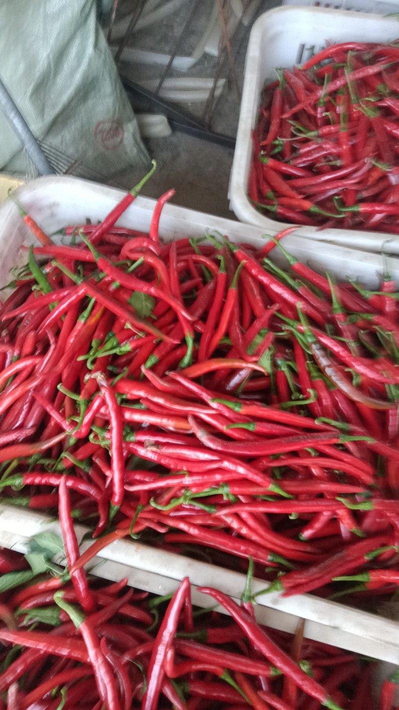 红辣椒二荆条鲜辣椒红线椒线椒