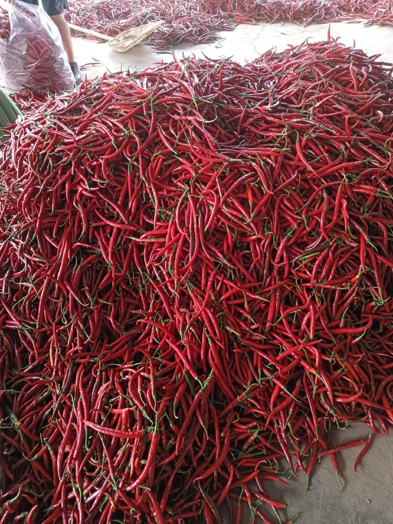 红辣椒二荆条鲜辣椒红线椒线椒