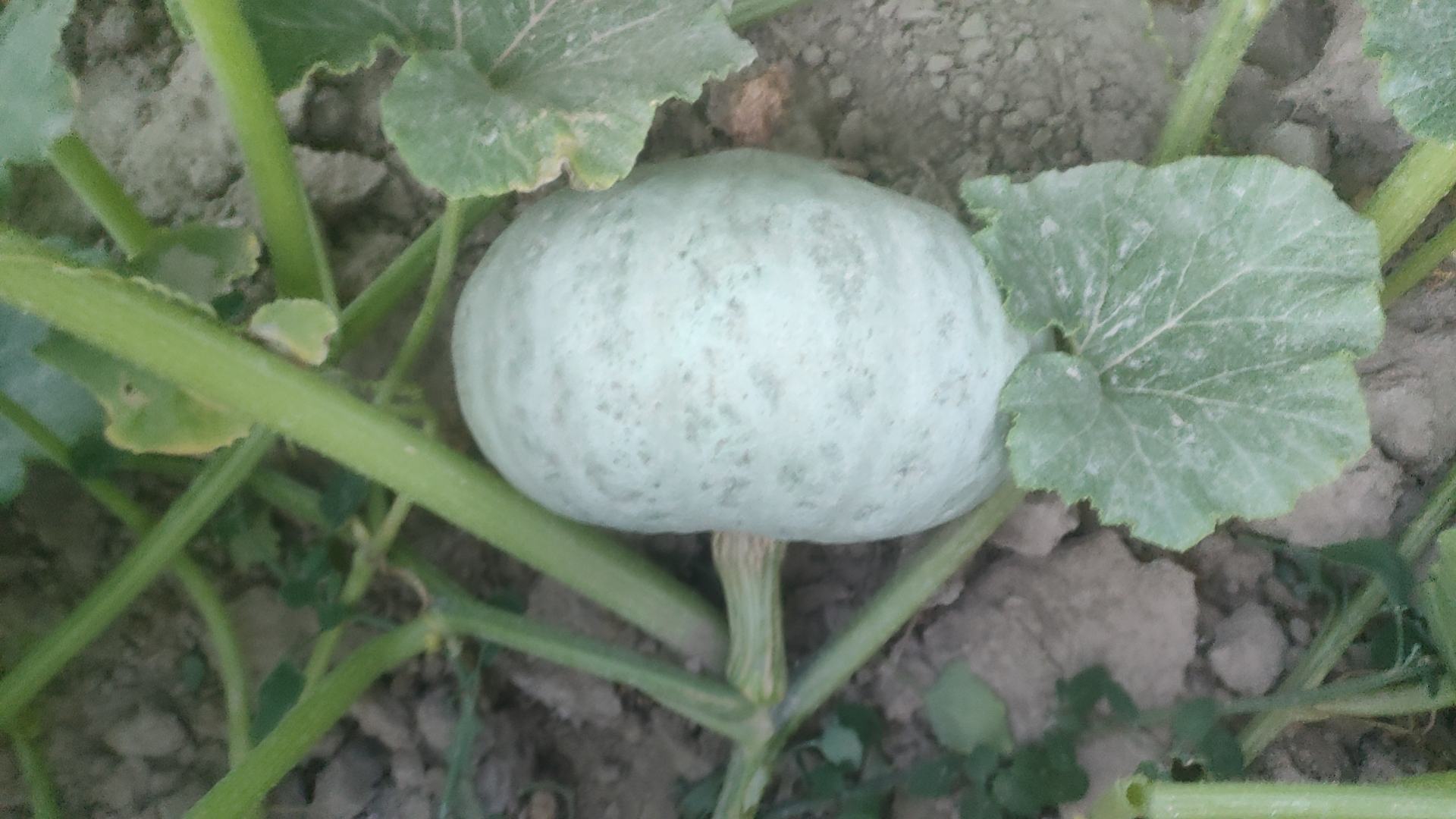 贵族南瓜品种展示