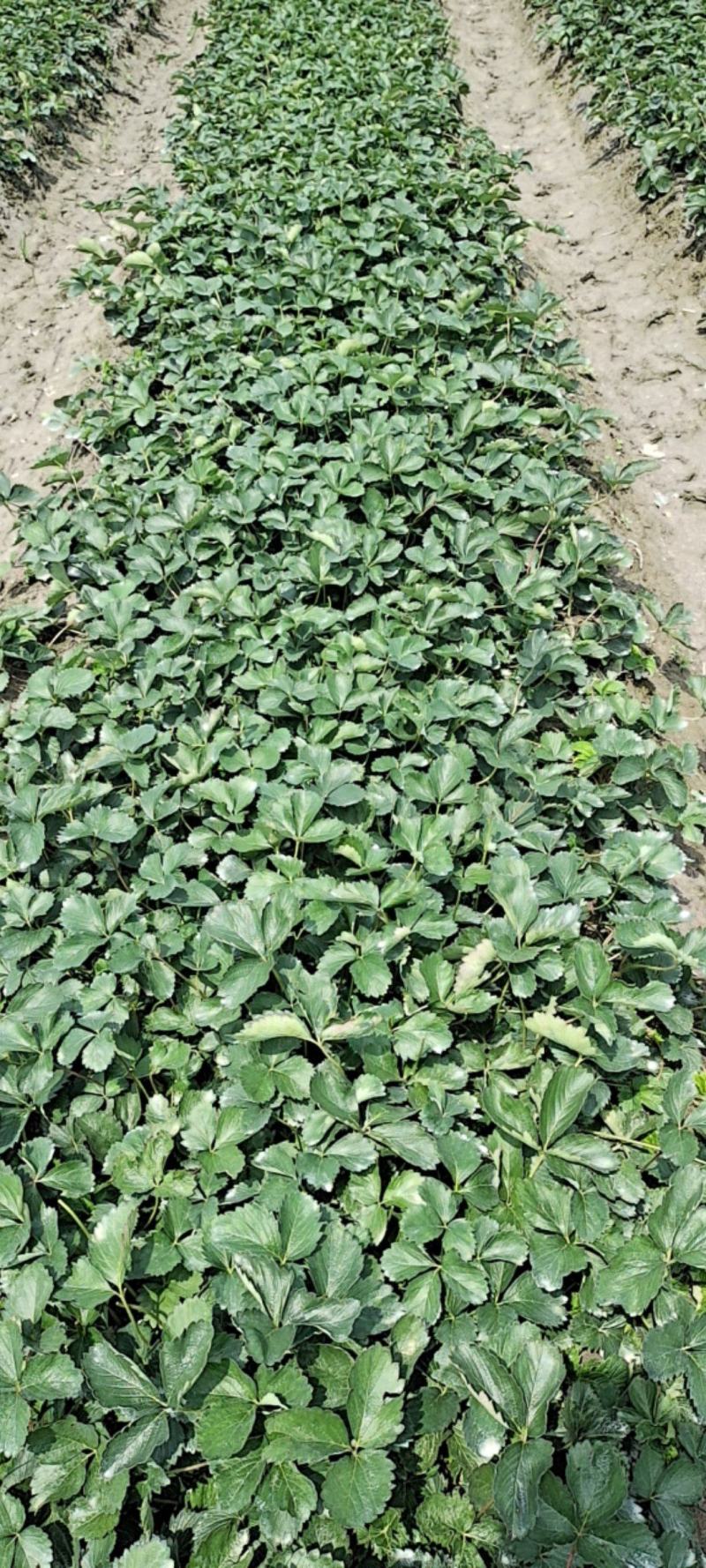红颜草莓苗活苗奶油草莓天仙醉草莓苗贵妃草莓苗