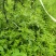 云南果园野生马蹄菜，鬼针草，车前草