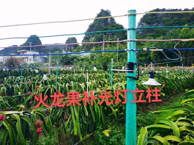 遮阳网防鸟网火龙果立柱百香果各类瓜蒌立柱