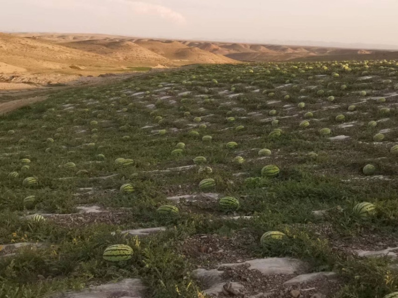 宁夏中卫精品硒砂瓜，产地直发质量保证欢迎来电