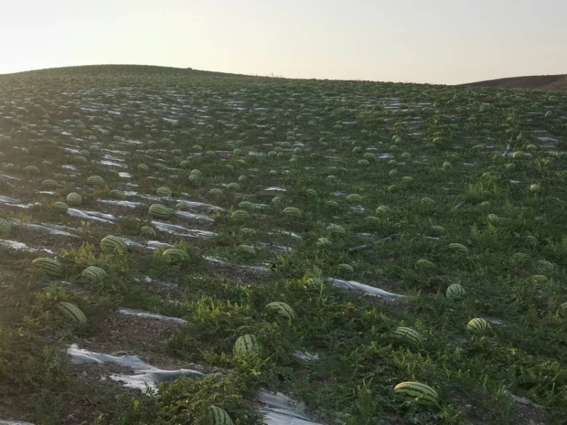 宁夏中卫精品硒砂瓜，产地直发质量保证欢迎来电