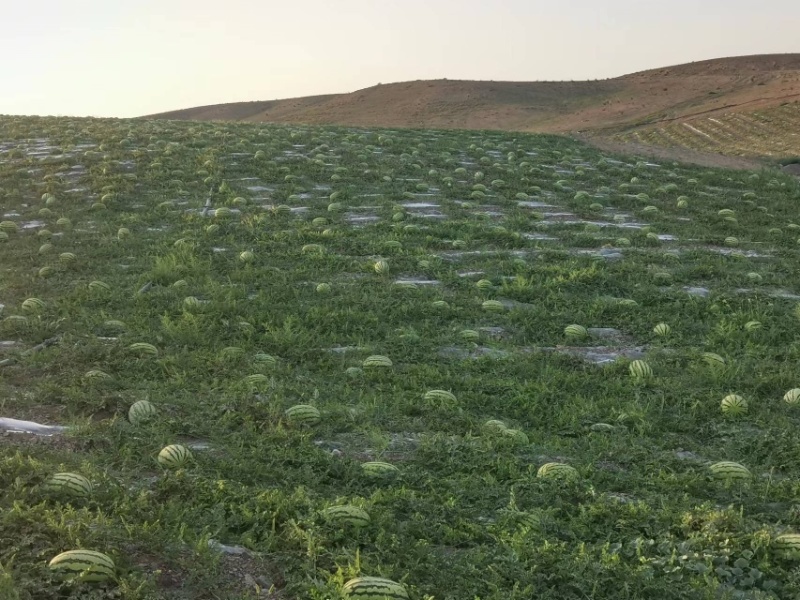 宁夏中卫精品硒砂瓜，产地直发质量保证欢迎来电