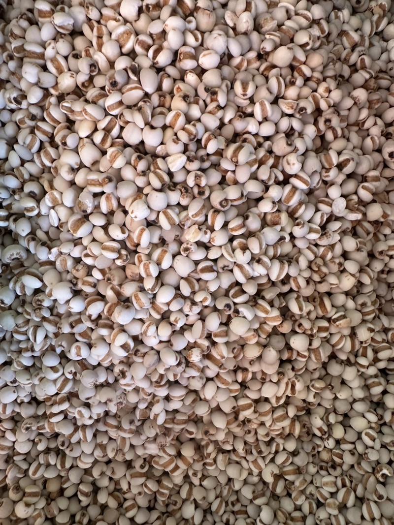 薏米薏米仁大薏米小薏米净货过筛，各种规格