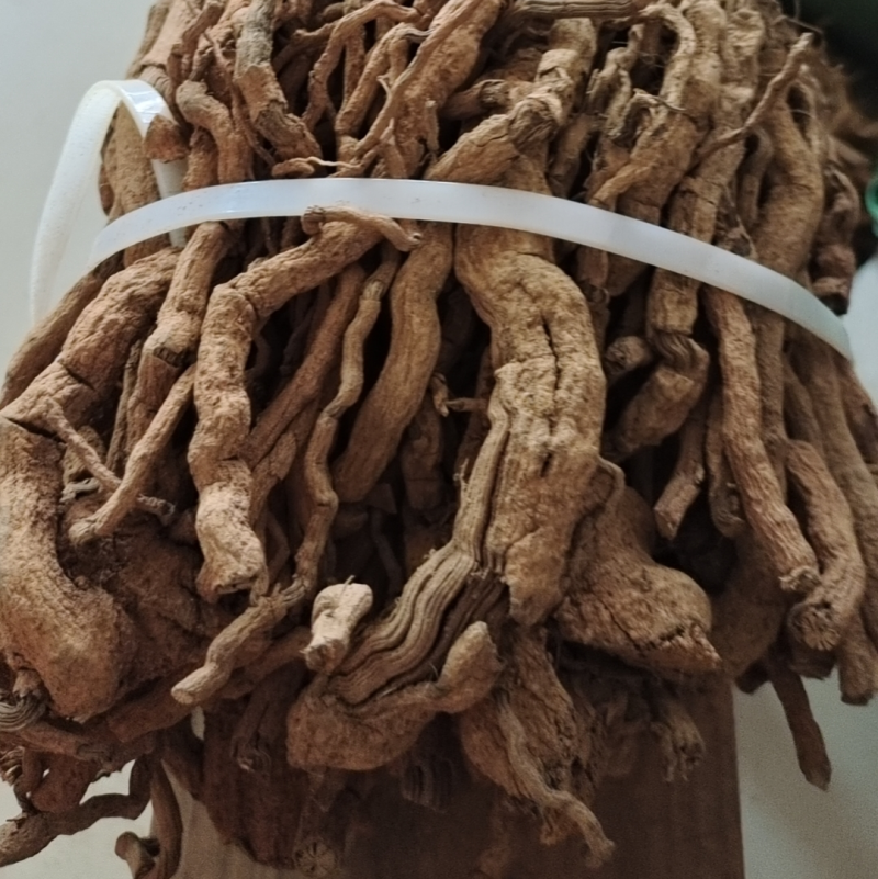海南胡椒根