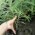 墨西哥鼠尾草小杯大杯供应，鼠尾草基地批发价格