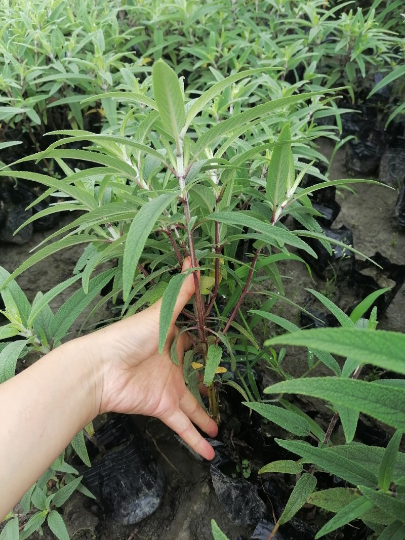 墨西哥鼠尾草小杯大杯供应，鼠尾草基地批发价格
