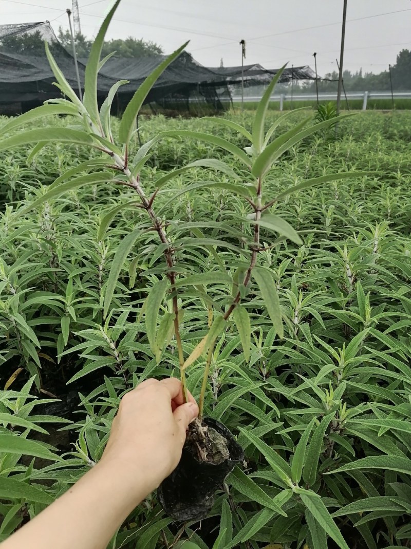 墨西哥鼠尾草小杯大杯供应，鼠尾草基地批发价格