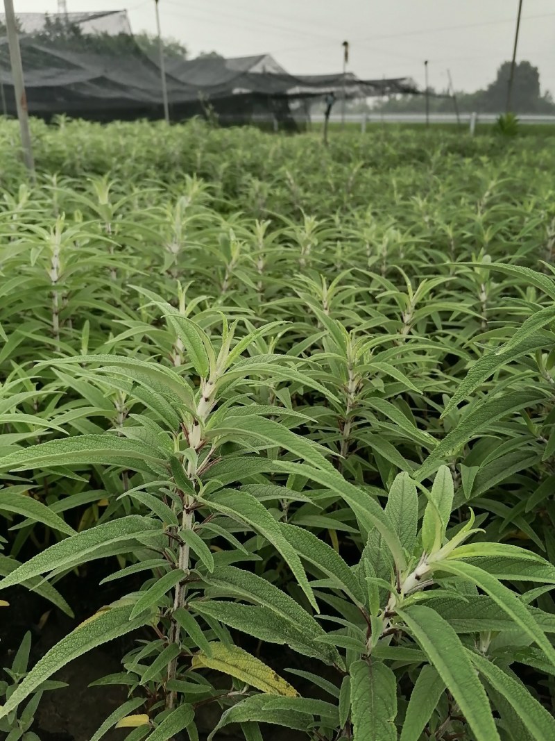 墨西哥鼠尾草小杯大杯供应，鼠尾草基地批发价格
