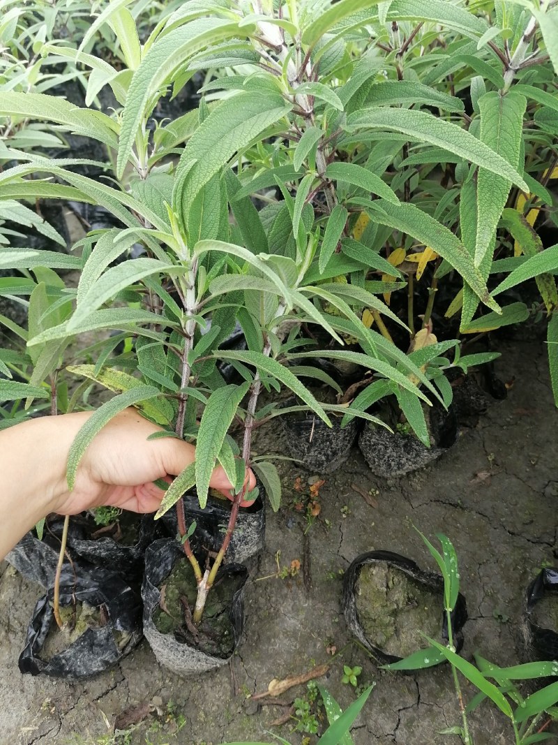 墨西哥鼠尾草小杯大杯供应，鼠尾草基地批发价格