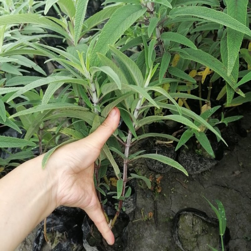 墨西哥鼠尾草小杯大杯供应，鼠尾草基地批发价格