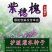基地防固沙高速护土坡耐寒耐旱绿化树苗树苗洋槐刺槐苗紫