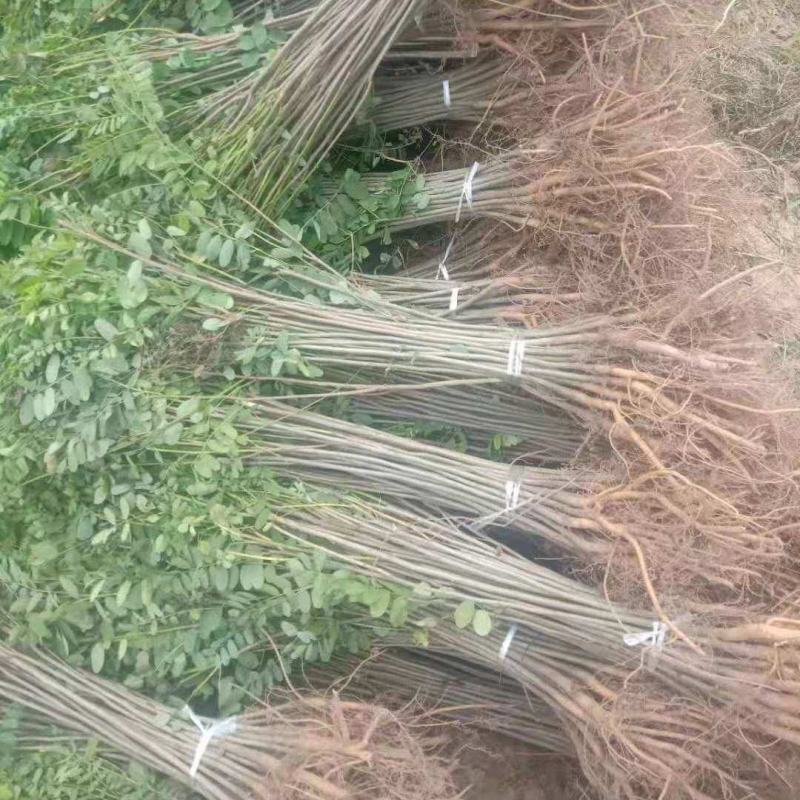基地防固沙高速护土坡耐寒耐旱绿化树苗树苗洋槐刺槐苗紫