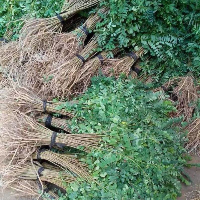 基地防固沙高速护土坡耐寒耐旱绿化树苗树苗洋槐刺槐苗紫