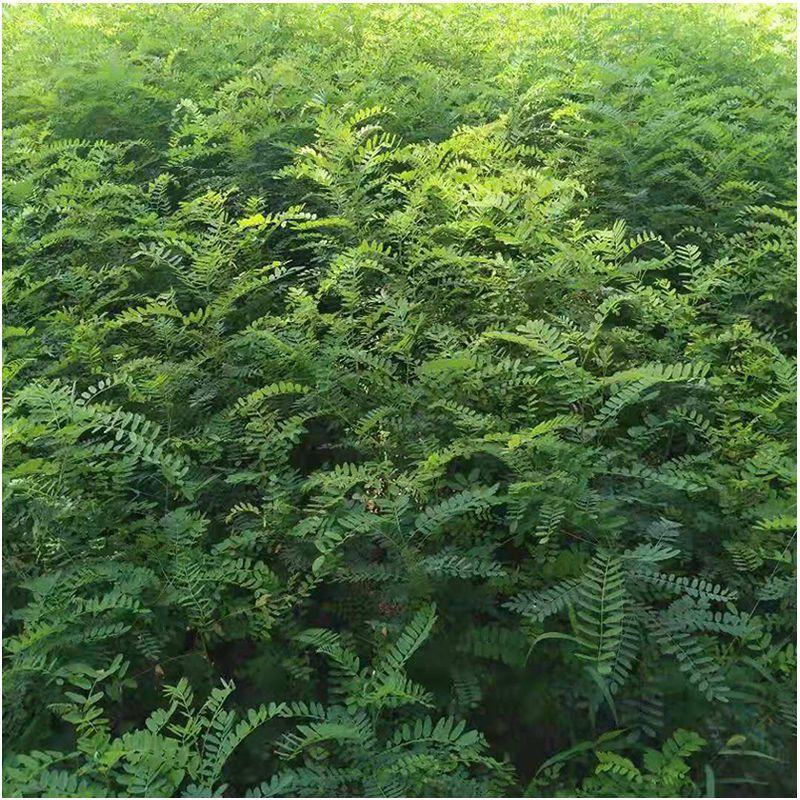 基地防固沙高速护土坡耐寒耐旱绿化树苗树苗洋槐刺槐苗紫