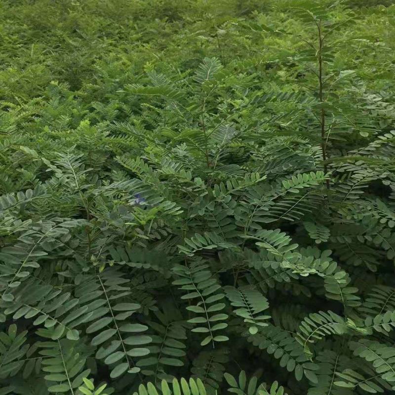 基地防固沙高速护土坡耐寒耐旱绿化树苗树苗洋槐刺槐苗紫