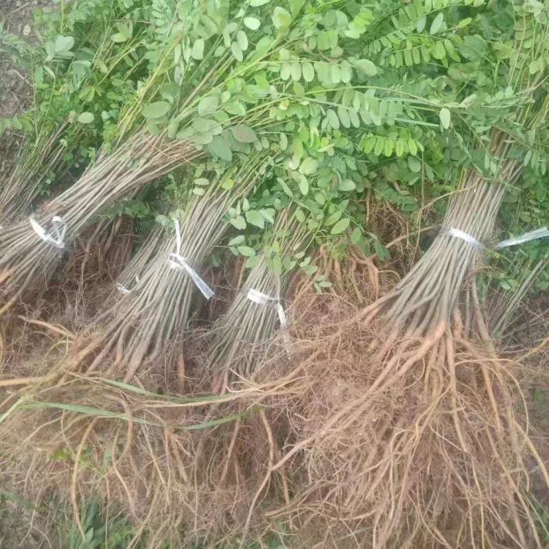 基地防固沙高速护土坡耐寒耐旱绿化树苗树苗洋槐刺槐苗紫