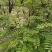 基地防固沙高速护土坡耐寒耐旱绿化树苗树苗洋槐刺槐苗紫