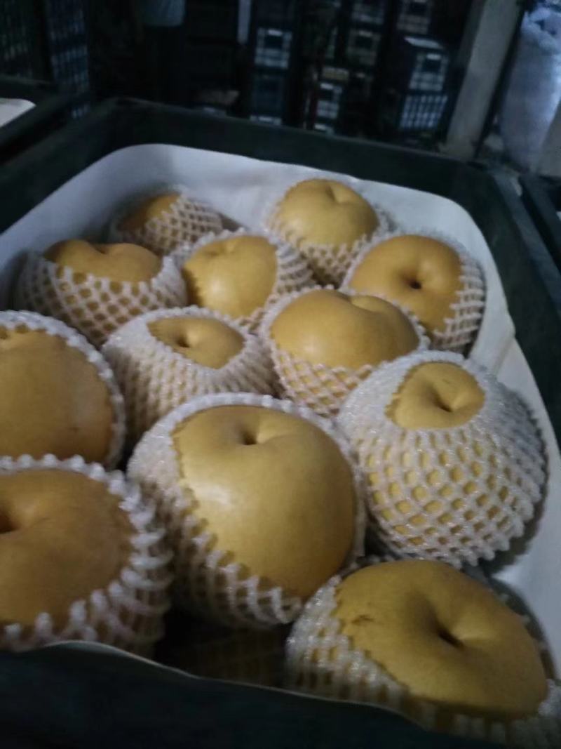 精品砀山光果圆黄梨，果面干净，大量供应！货源充足！