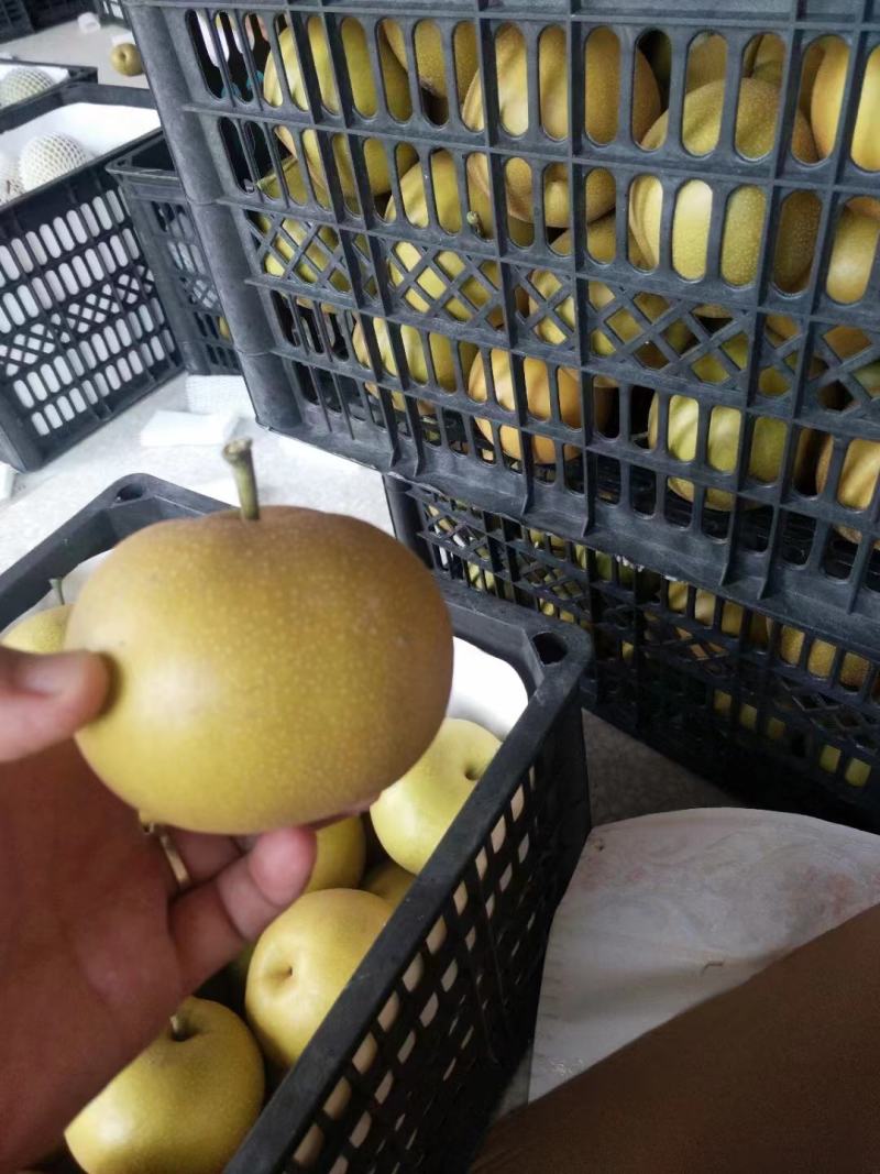 精品砀山光果圆黄梨，果面干净，大量供应！货源充足！