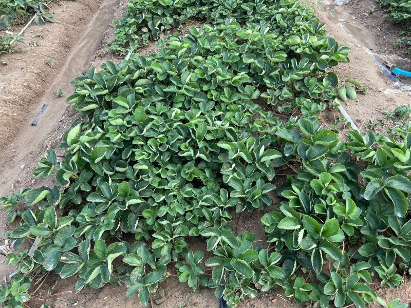 《脱毒草莓苗》红颜章姬妙香隋珠天仙醉黑珍珠香蕉