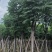 复羽叶栾树出售自家黄山栾树（国庆花）移植苗12-18分