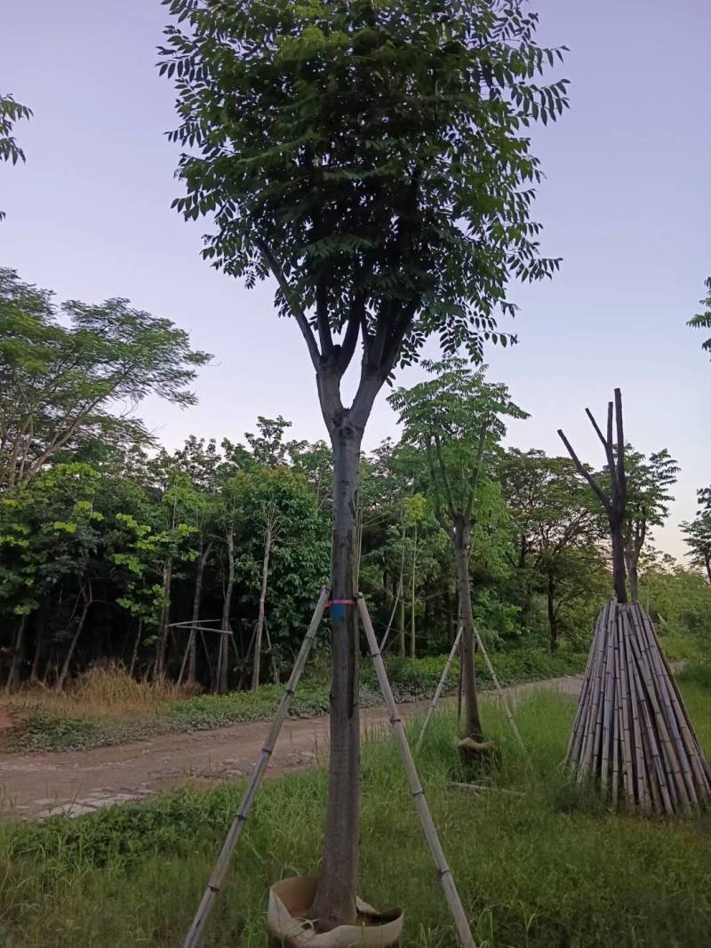 复羽叶栾树出售自家黄山栾树（国庆花）移植苗12-18分