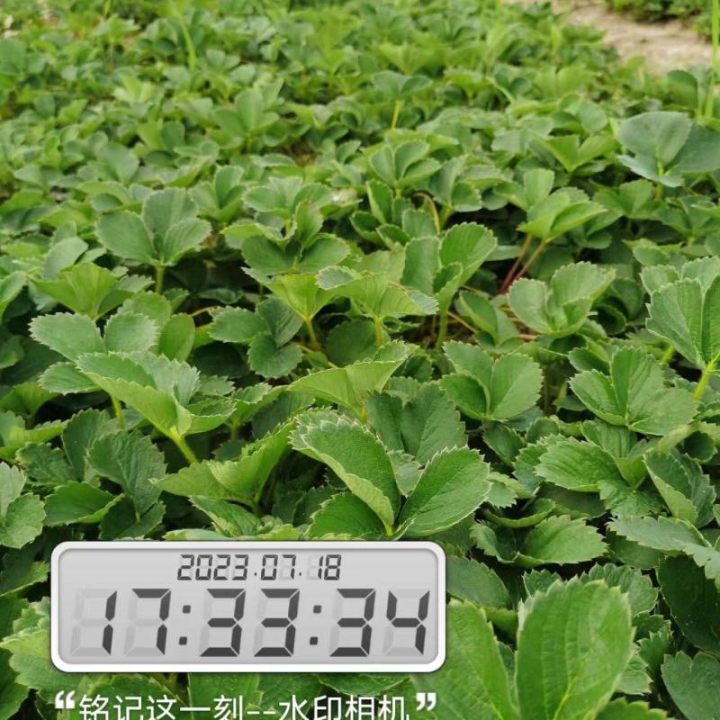 红玉草莓苗可提供技术指导一条龙服务基地直发可视频看货