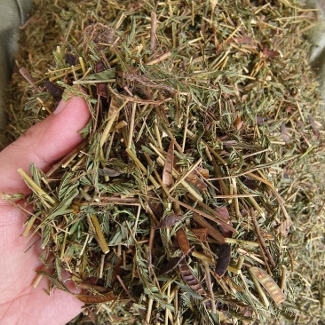 中药材软肝草新货无硫保证质量价格便宜