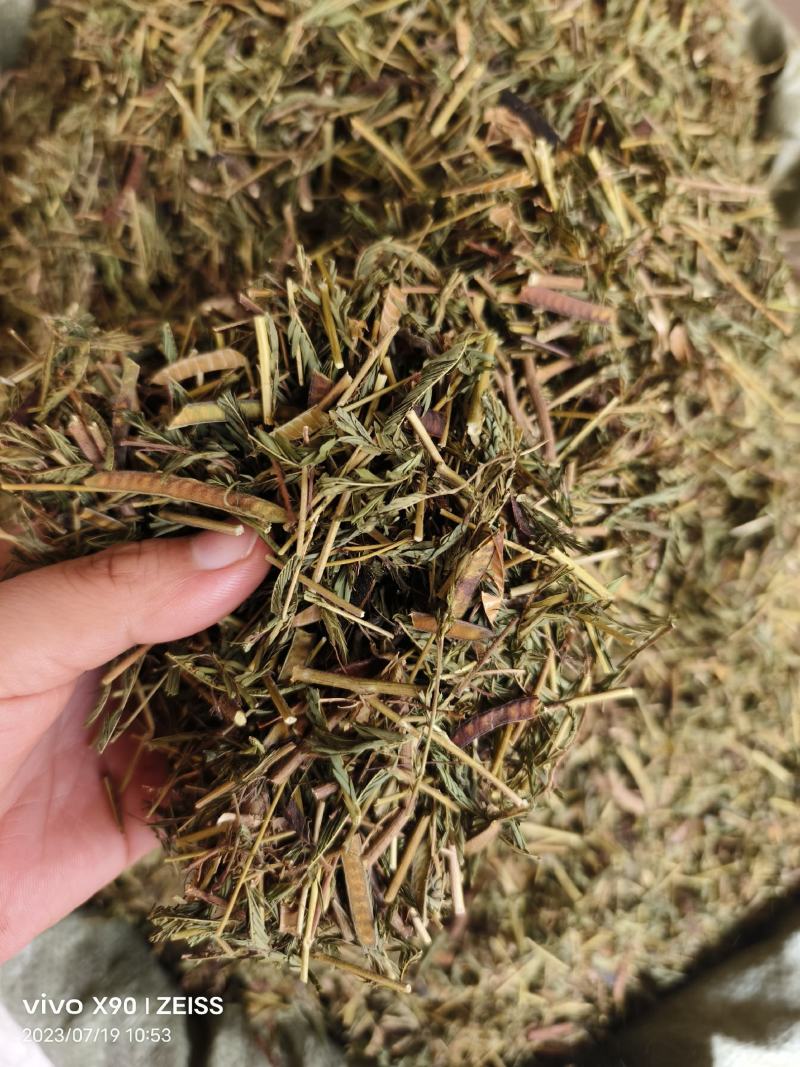 中药材软肝草新货无硫保证质量价格便宜