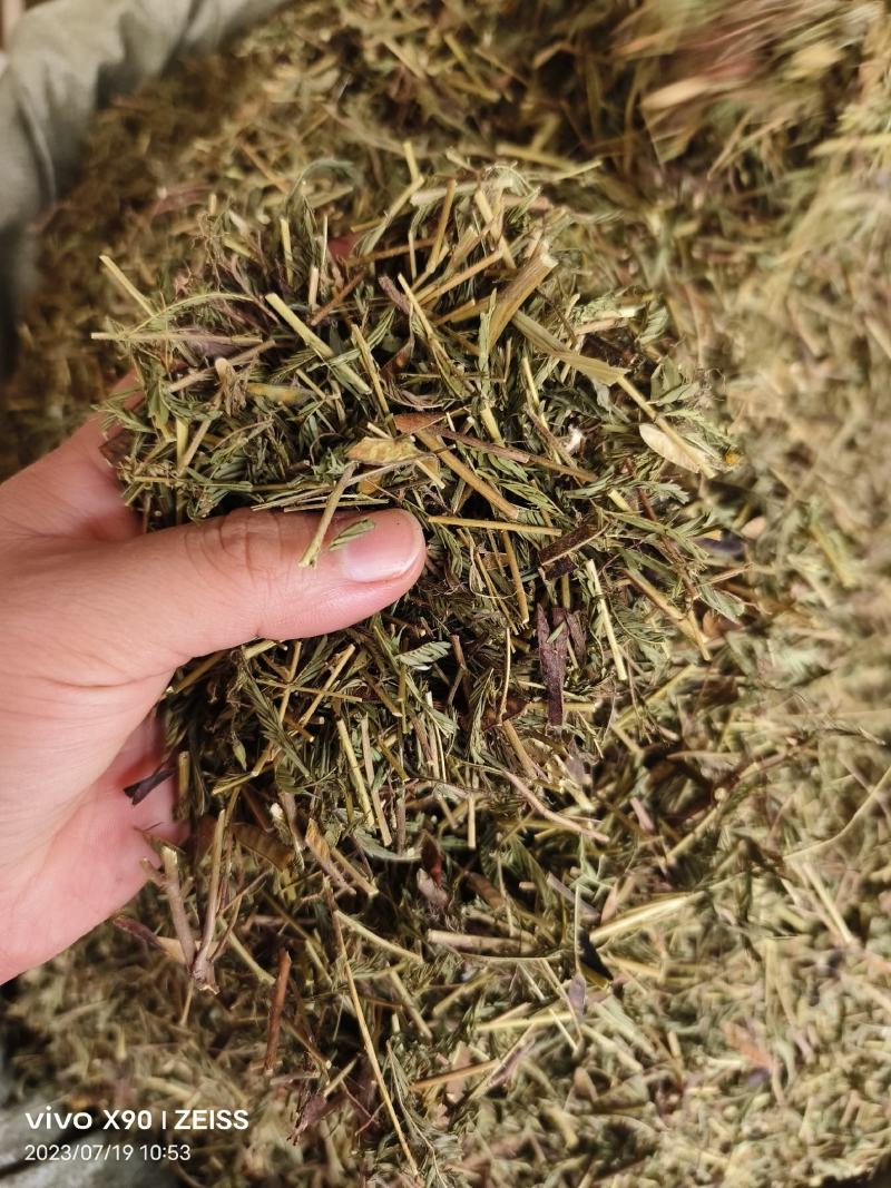 中药材软肝草新货无硫保证质量价格便宜