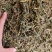 中药材软肝草新货无硫保证质量价格便宜