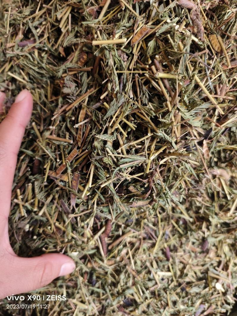 中药材软肝草新货无硫保证质量价格便宜