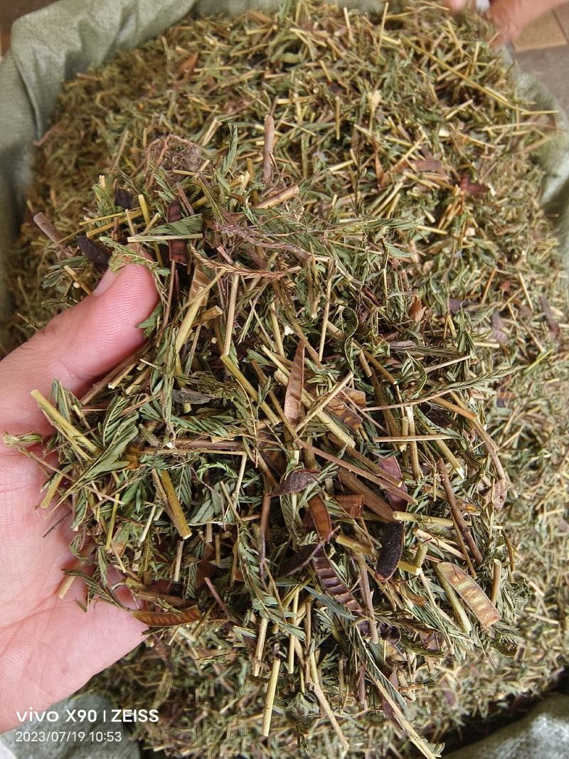中药材软肝草新货无硫保证质量价格便宜