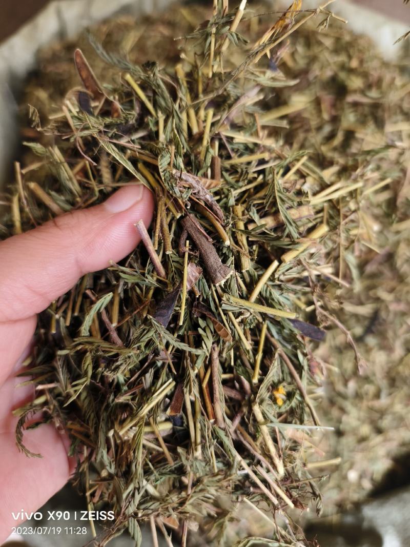 中药材软肝草新货无硫保证质量价格便宜