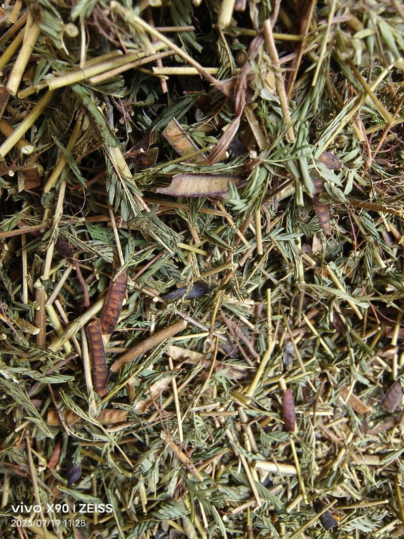 中药材软肝草新货无硫保证质量价格便宜