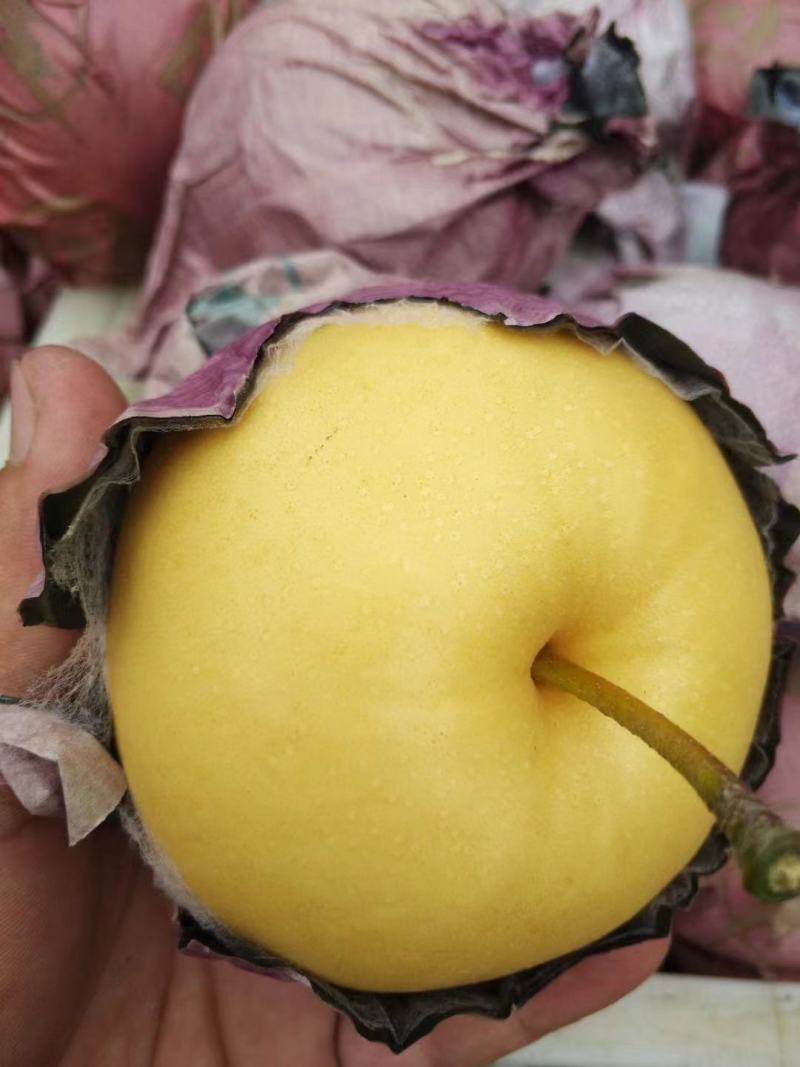 精品圆黄梨，晚秋梨金果梨丰水梨，保质保量大量供应！