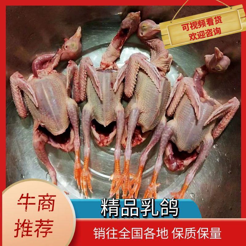 精品乳鸽肉生鲜预包装冻品乳鸽全国发货可对接商超欢迎咨询