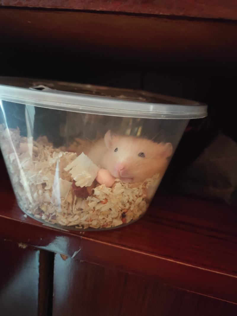 金丝熊