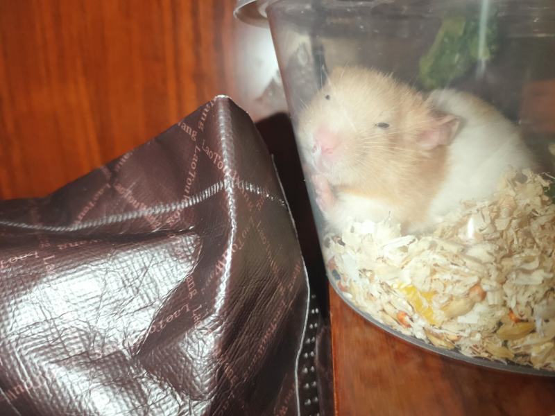 金丝熊