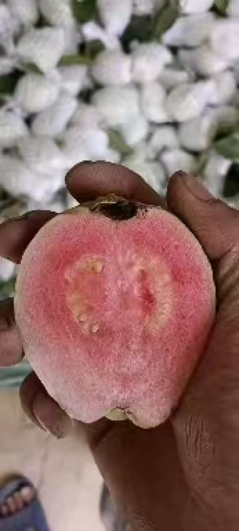 番石榴基地大量白心芭乐上市，欢迎订购
