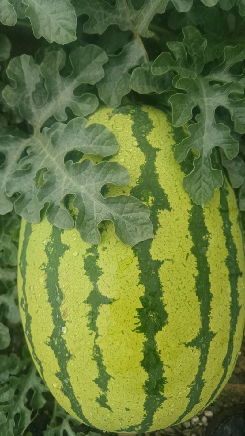 宁夏硒砂瓜