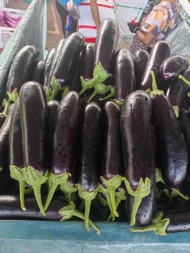 精品绿把长茄子黑宝茄子大量上市中量大优惠发货全国