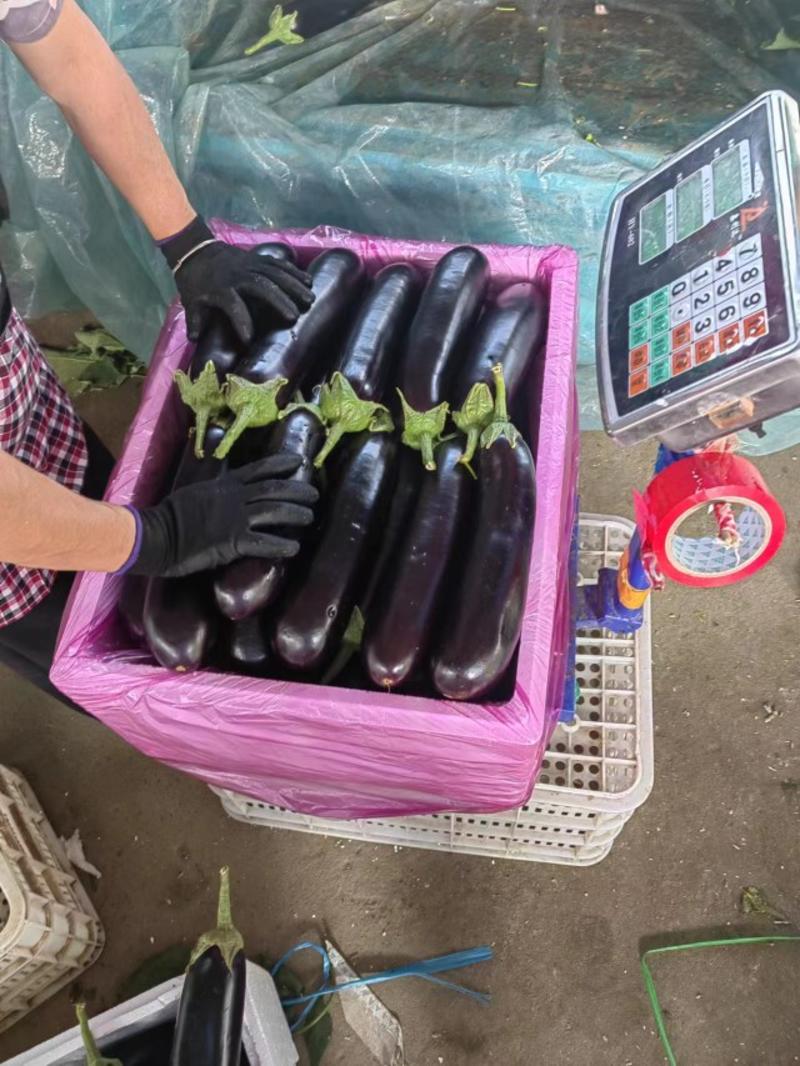 精品绿把长茄子黑宝茄子大量上市中量大优惠发货全国