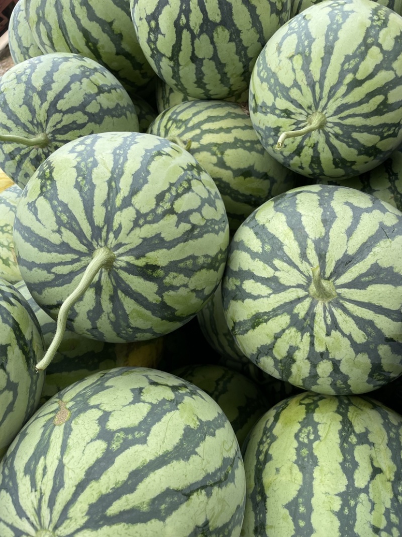 帅童无籽西瓜奶油瓜吊瓜保质保量一手货源量大价优欢迎电联