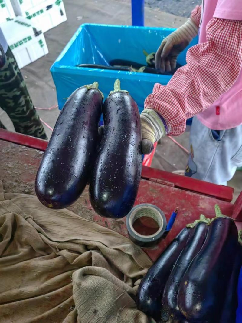 兰陵县长茄精品黑宝茄子保质保量对接全国市场等量大优惠