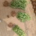 卫矛毛球卫矛苗20-60冠高品质好苗子基地直发包成活
