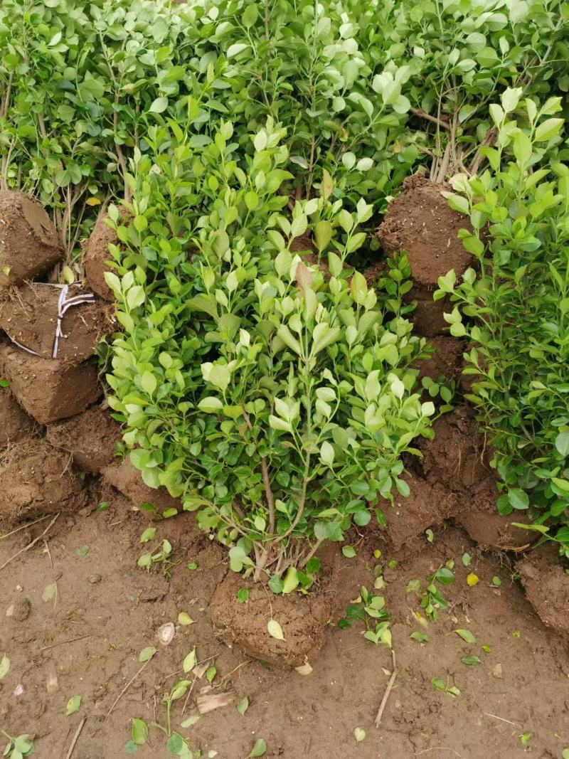 卫矛毛球卫矛苗20-60冠高品质好苗子基地直发包成活